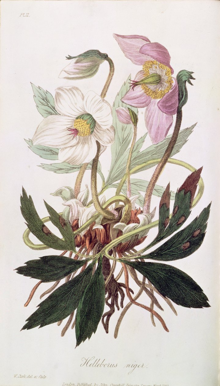 Julros: från "Medical Botany", utgiven av John Churchill, mars 1827. av William Clark