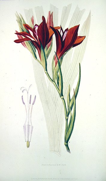 Gladiolus: (röd) från `Flora Conspicua, publicerad av Smith,Elder & Co, okt 1825 av William Clark