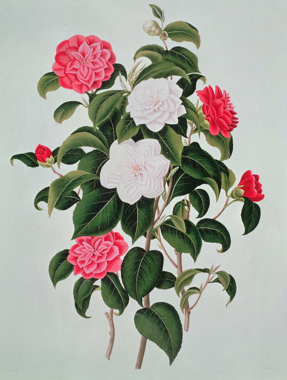 Camellia Japonica, från A Monograph on the Genus of the Camellia, 1819 av William Curtis