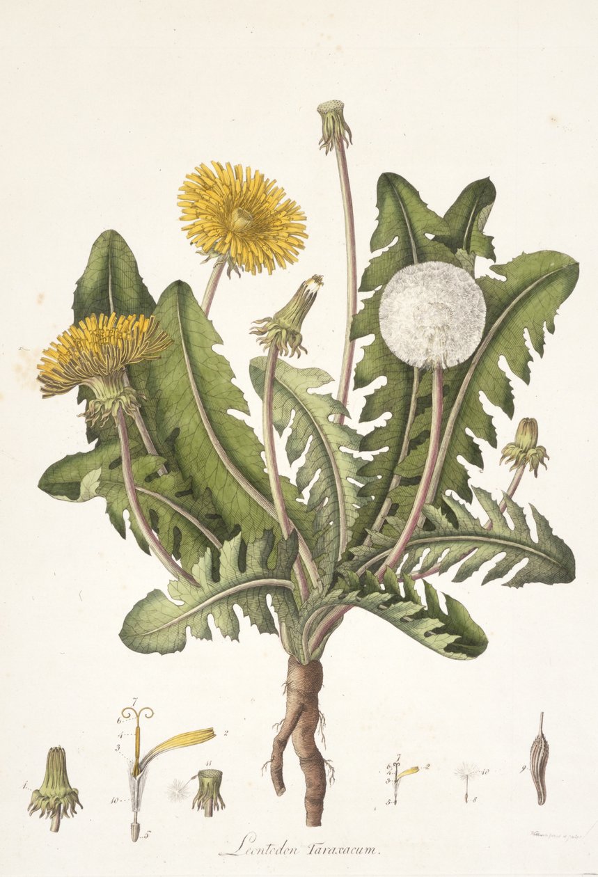 Leontoden Taraxacum från Flora of London, 1777-1798 av William Curtis