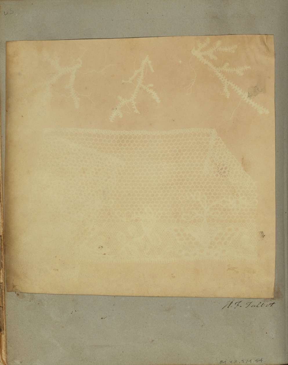 A Fragment of Lace with Three Sprigs of Moss. av William Henry Fox Talbot