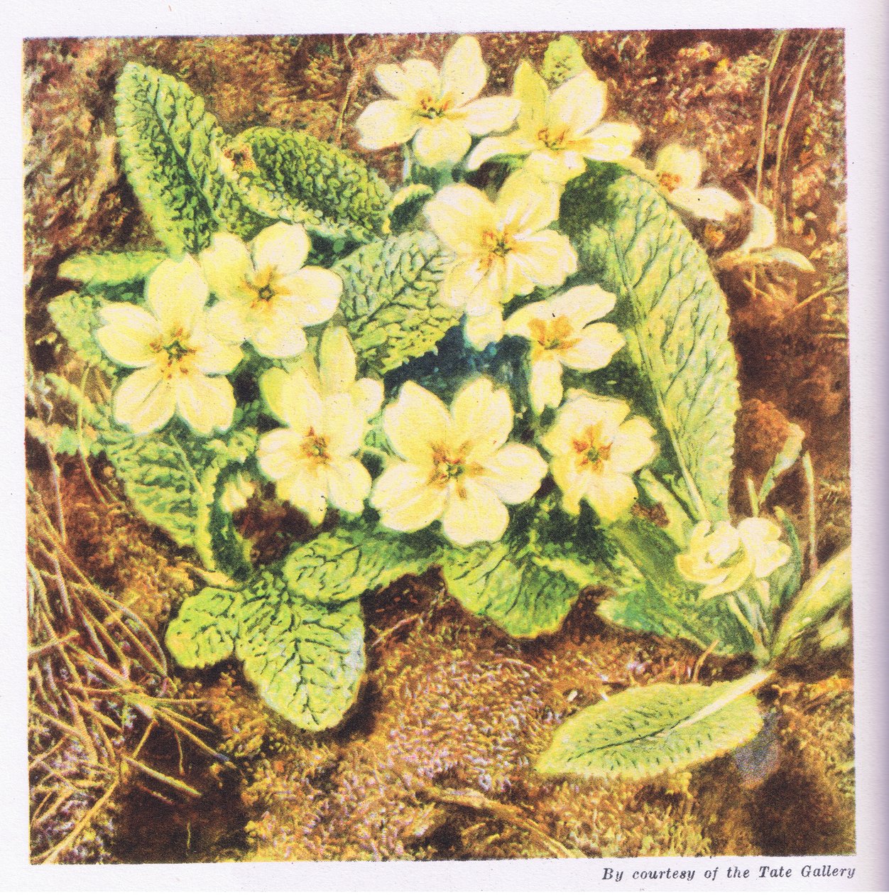 Primroses, Nature in Britain publicerad av Collins, 1946 av William Henry Hunt