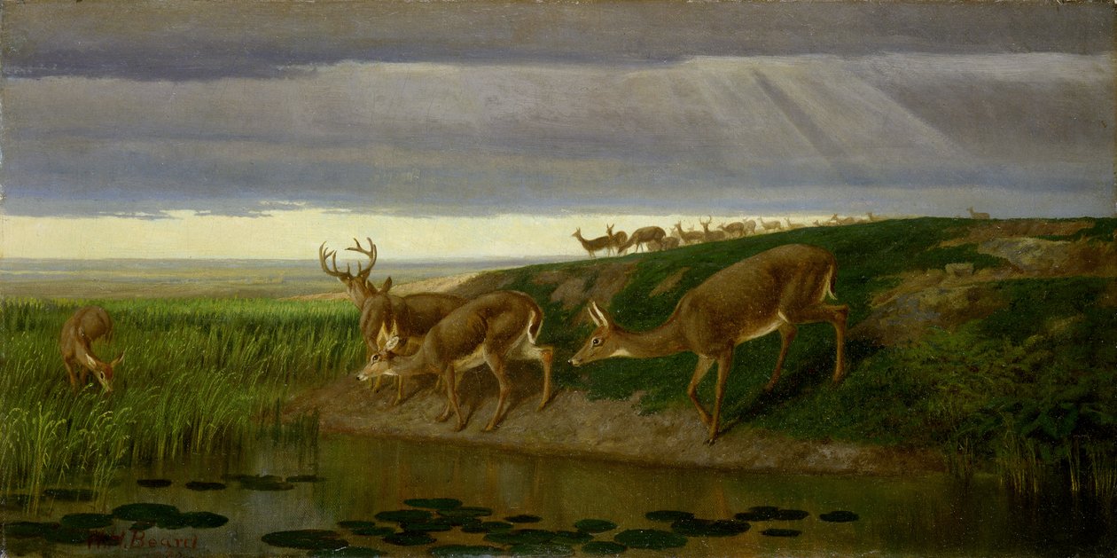 Deer on the Prairie av William Holbrook Beard