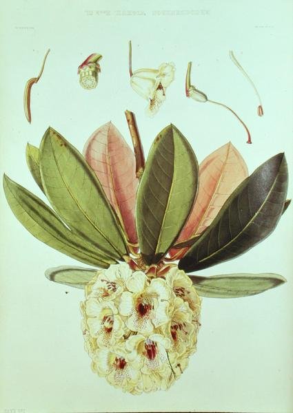 Rhododendron Wightii, från Rhododendrons of the Sikkim Himalaya av J.D. Hooker av William Hooker