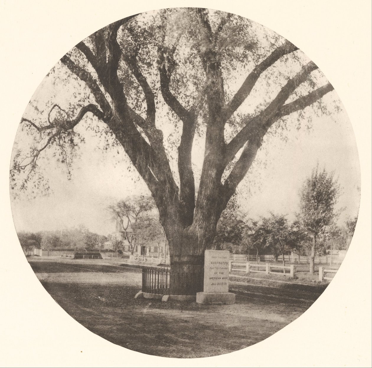 The Washington Elm av William J. Stillman