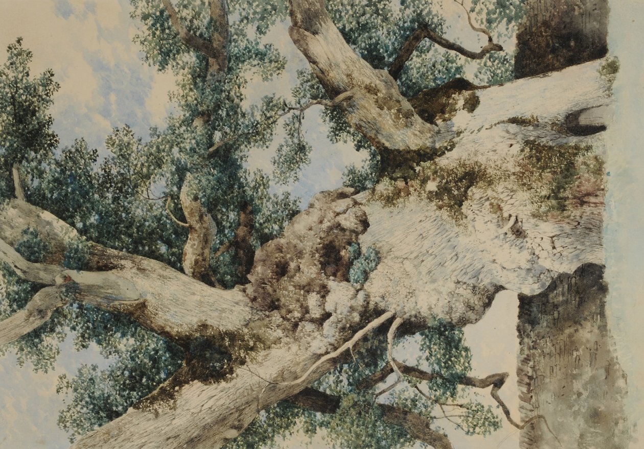 Studie för Tree in The Rookery, c.1854 (wc på papper) av William James Blacklock