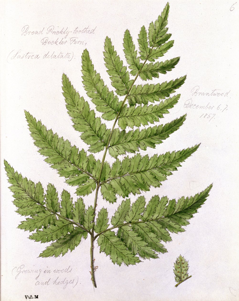 Broad Prickly-toothed Buckler Fern, målad i Brantwood, 67 december 1857 av William James Linton