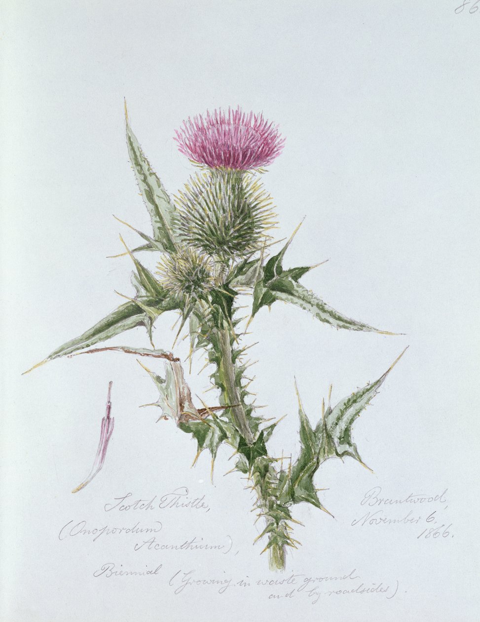 Scotch Thistle, målad i Brantwood, 6 november 1866 av William James Linton
