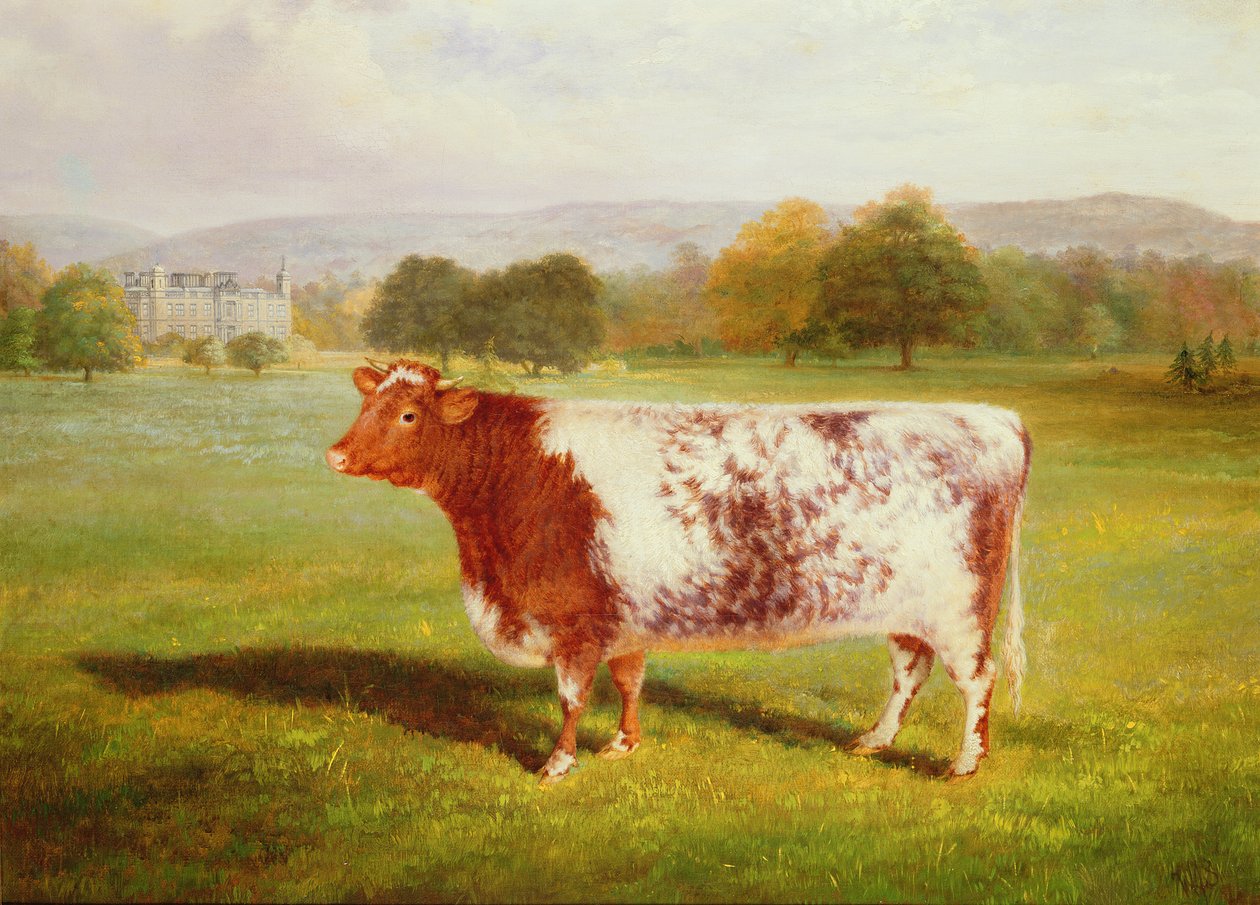 Porträtt av en Shorthorn, 1800-talet av William Joseph Shayer