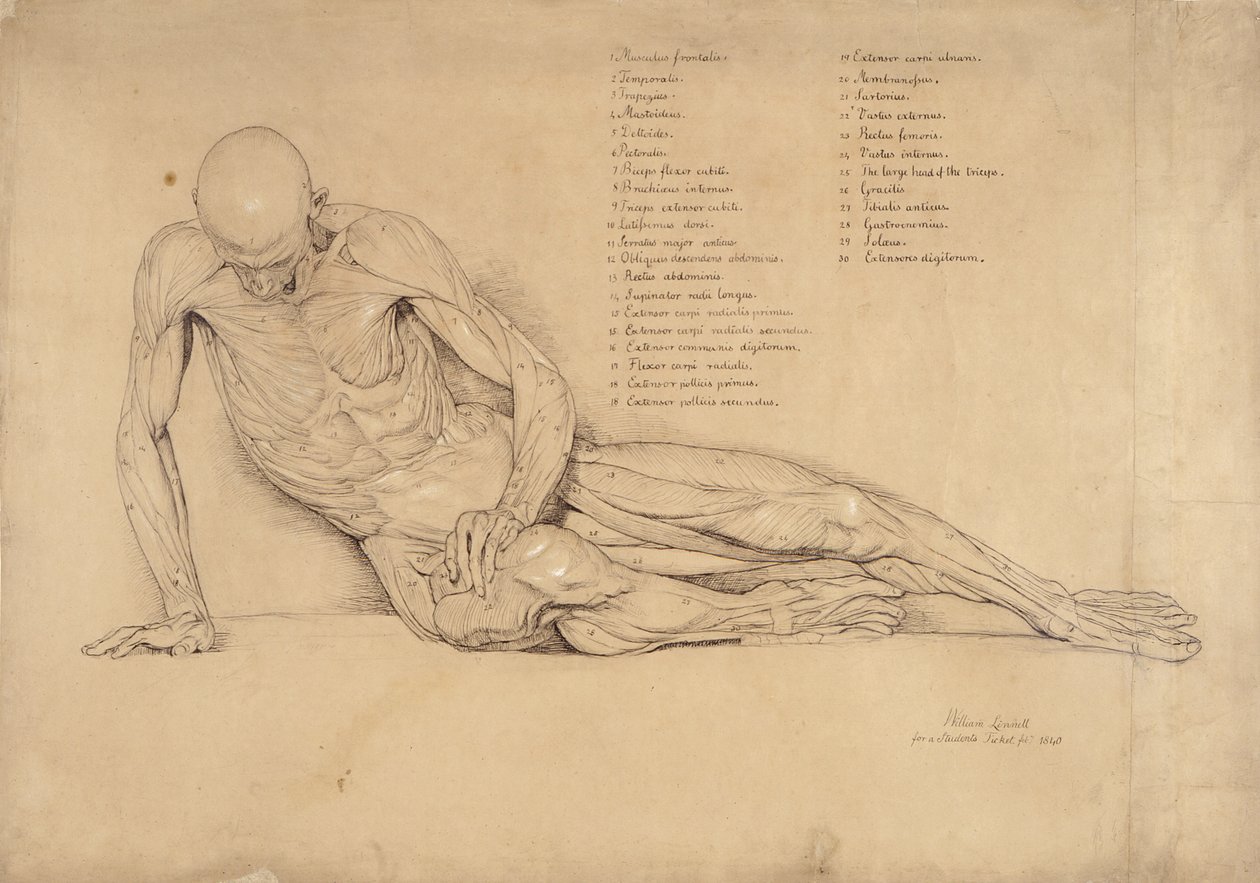 En ekorke studie av den döende gallern, 1840 (penna och bläck på papper) av William Linnell
