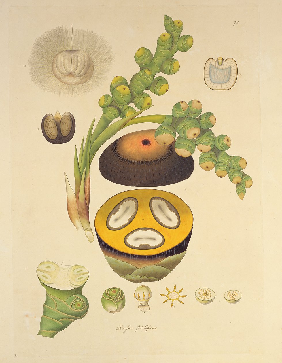 Borassus flabelliformis (Palmaira träd) illustration från "Plants of the Coromandel Coast", 1795 av William Roxburgh