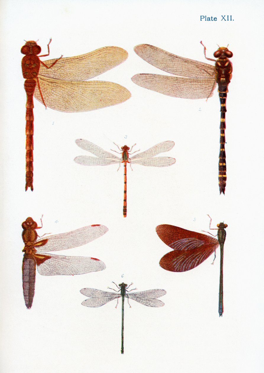 Olika typer av trollsländor, illustration från boken Butterflies, Moths and Other Insects and Creatures of the Countryside, publicerad 1927 av William Samuel Furneaux