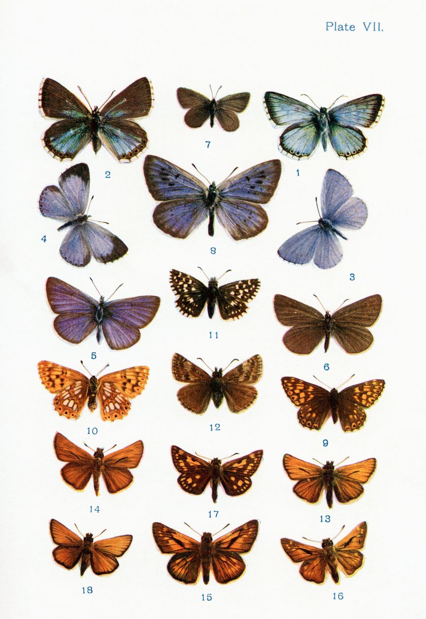 Olika typer av fjärilar, illustration från boken Butterflies, Moths and Other Insects and Creatures of the Countryside, publicerad 1927 av William Samuel Furneaux