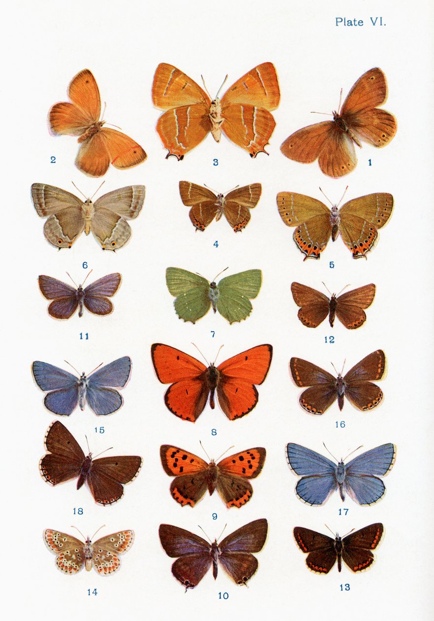 Olika typer av fjärilar, illustration från boken Butterflies, Moths and Other Insects and Creatures of the Countryside, publicerad 1927 av William Samuel Furneaux