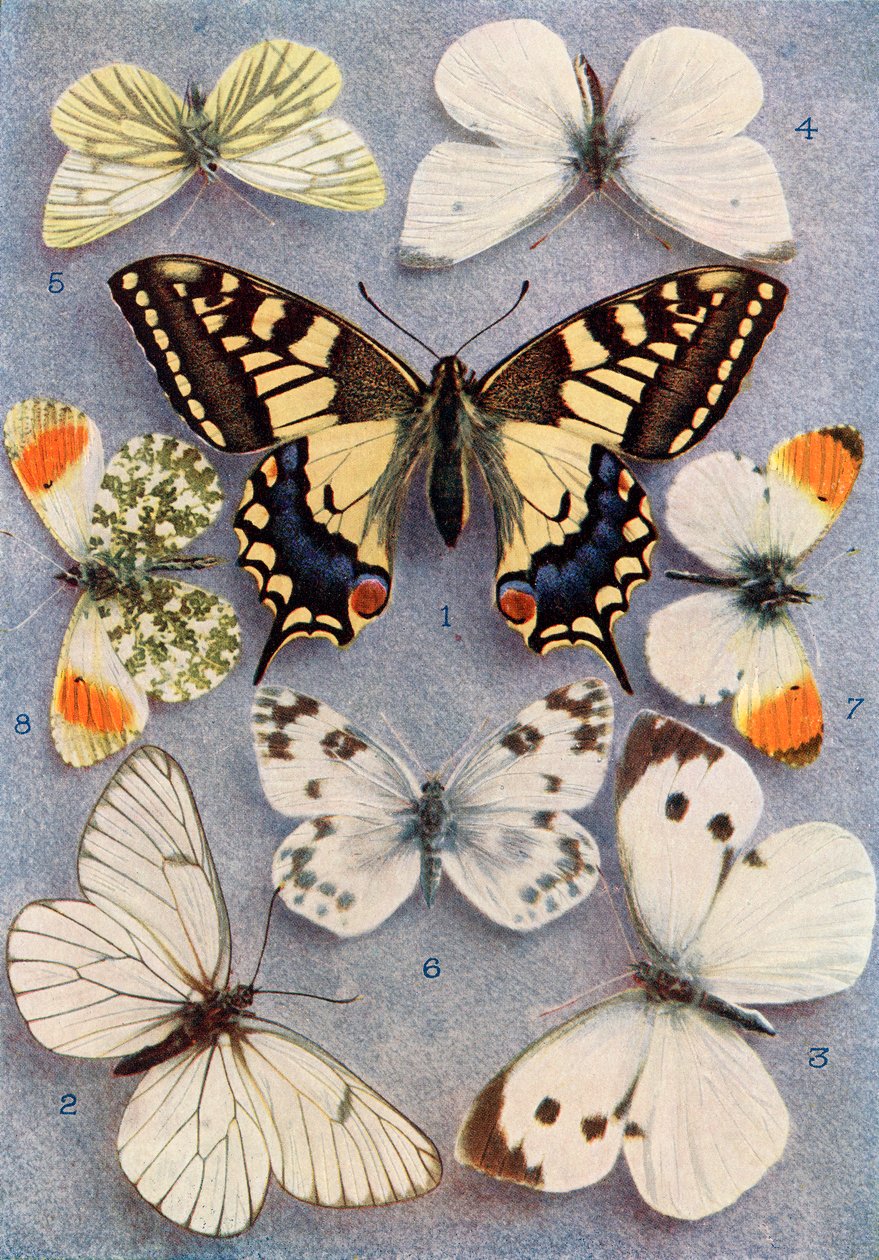Olika typer av fjärilar, illustration från boken Butterflies, Moths and Other Insects and Creatures of the Countryside, publicerad 1927 av William Samuel Furneaux
