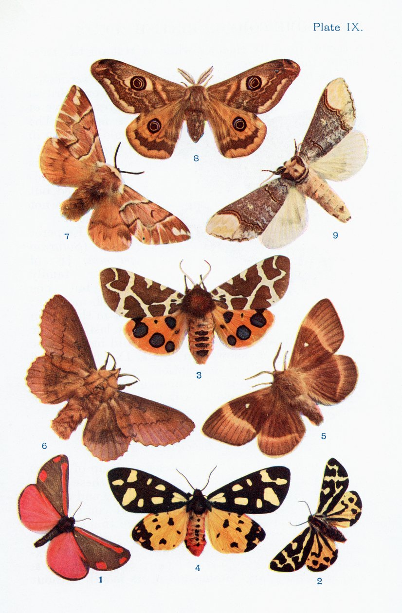 Olika typer av malar, illustration från boken Butterflies, Moths and Other Insects and Creatures of the Countryside, publicerad 1927 av William Samuel Furneaux