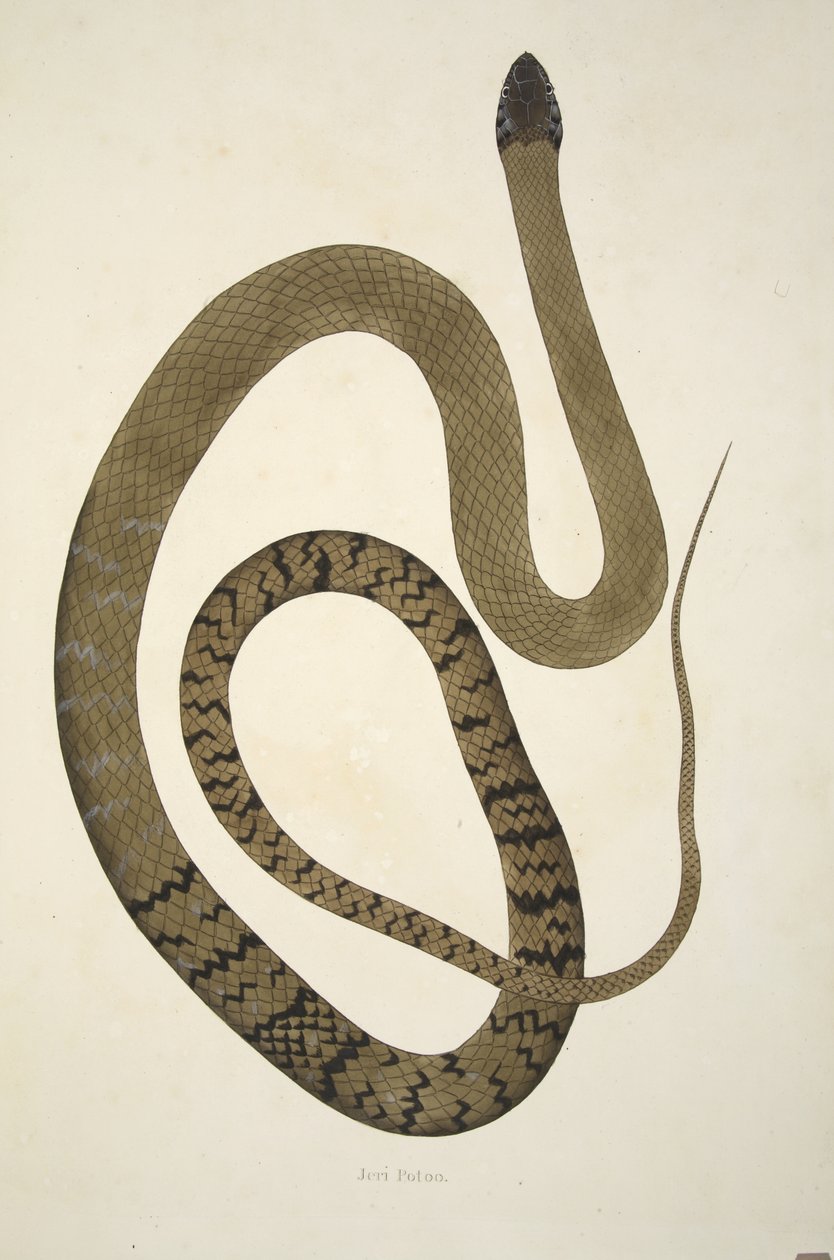 Jeri Potoo, från en redogörelse för indiska ormar samlade på Coromandels kust, pub. 1796 (handfärgad gravyr) av William Skelton