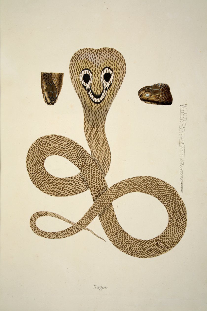Nagoo, från en redogörelse för indiska ormar samlade på Coromandels kust, pub. 1796 (handfärgad gravyr) av William Skelton