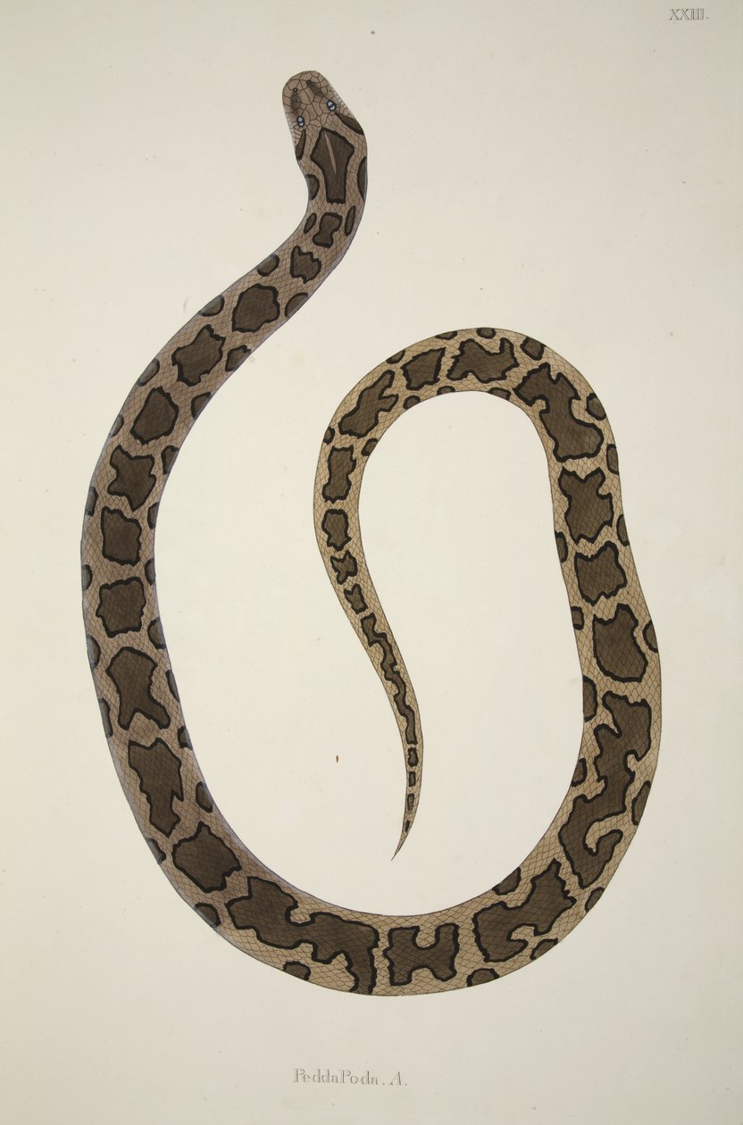 Pedda Poda. A., från en redogörelse för indiska ormar samlade på Coromandels kust, pub. 1796 (handfärgad gravyr) av William Skelton