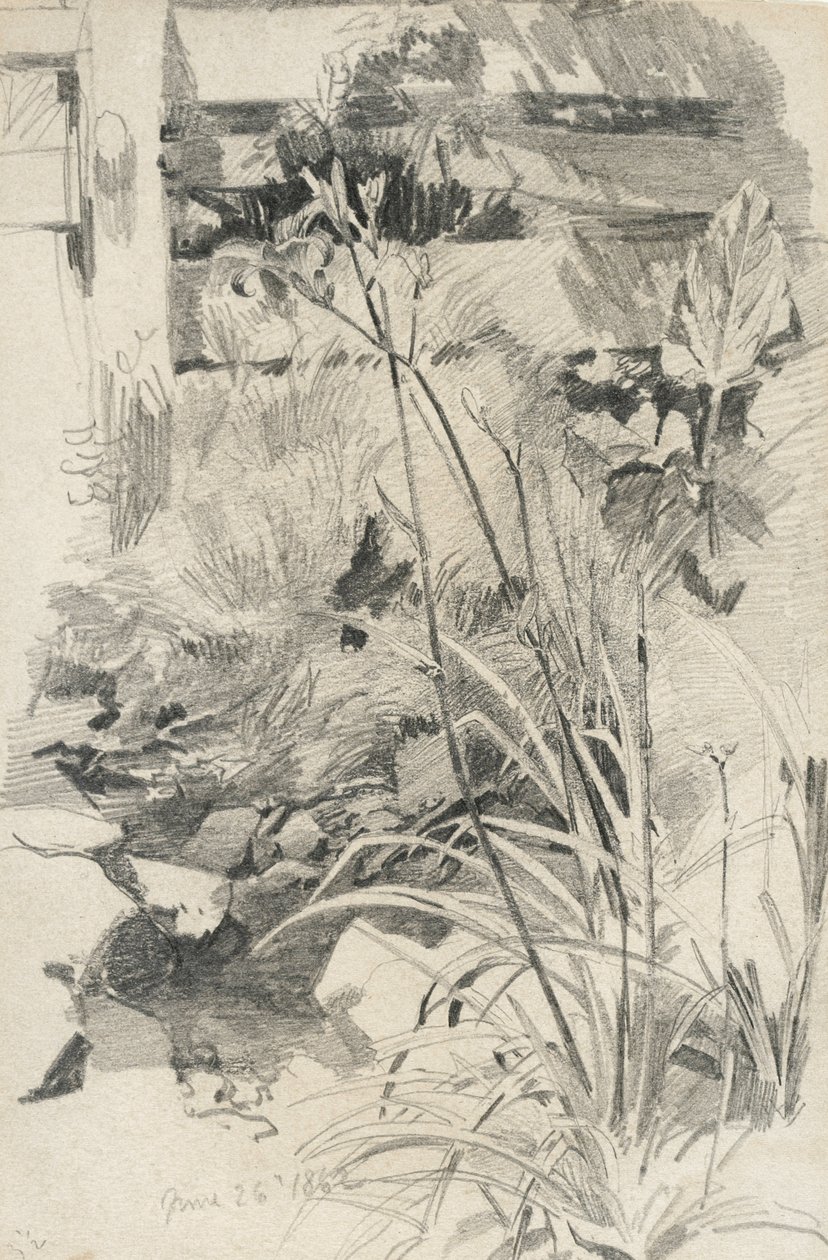 Dagliljor vid ett trästaket, 1862 (grafit på brunt vävt papper) av William Trost Richards