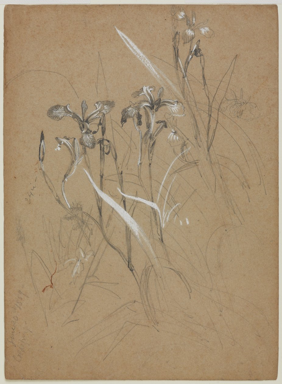Plant Study, 30 juni 1859 (grafit och kinesiskt vitt på brunt papper) av William Trost Richards