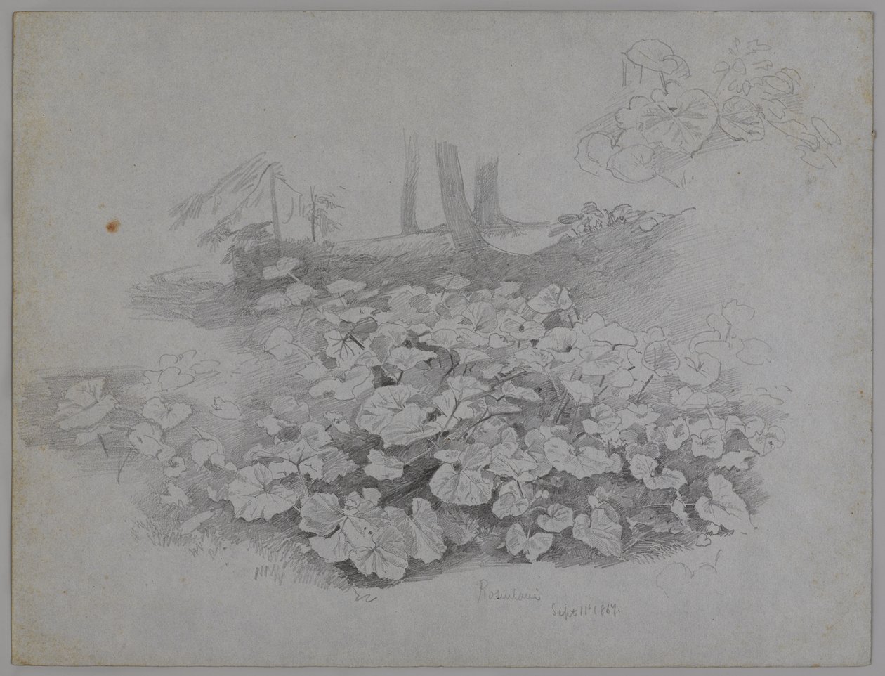 Plant Study, 11 september 1867 (grafit på blått papper) av William Trost Richards