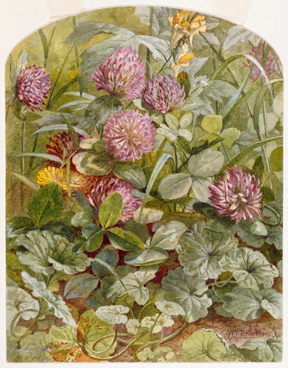 Rödklöver med smör och ägg och murgröna, 1860 (penna och wc på papper) av William Trost Richards