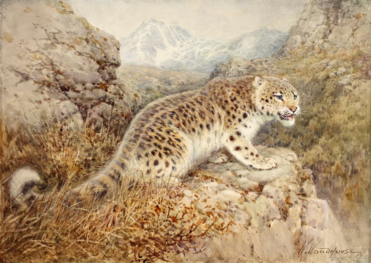 Snow Leopard, ca 1920 av William Woodhouse