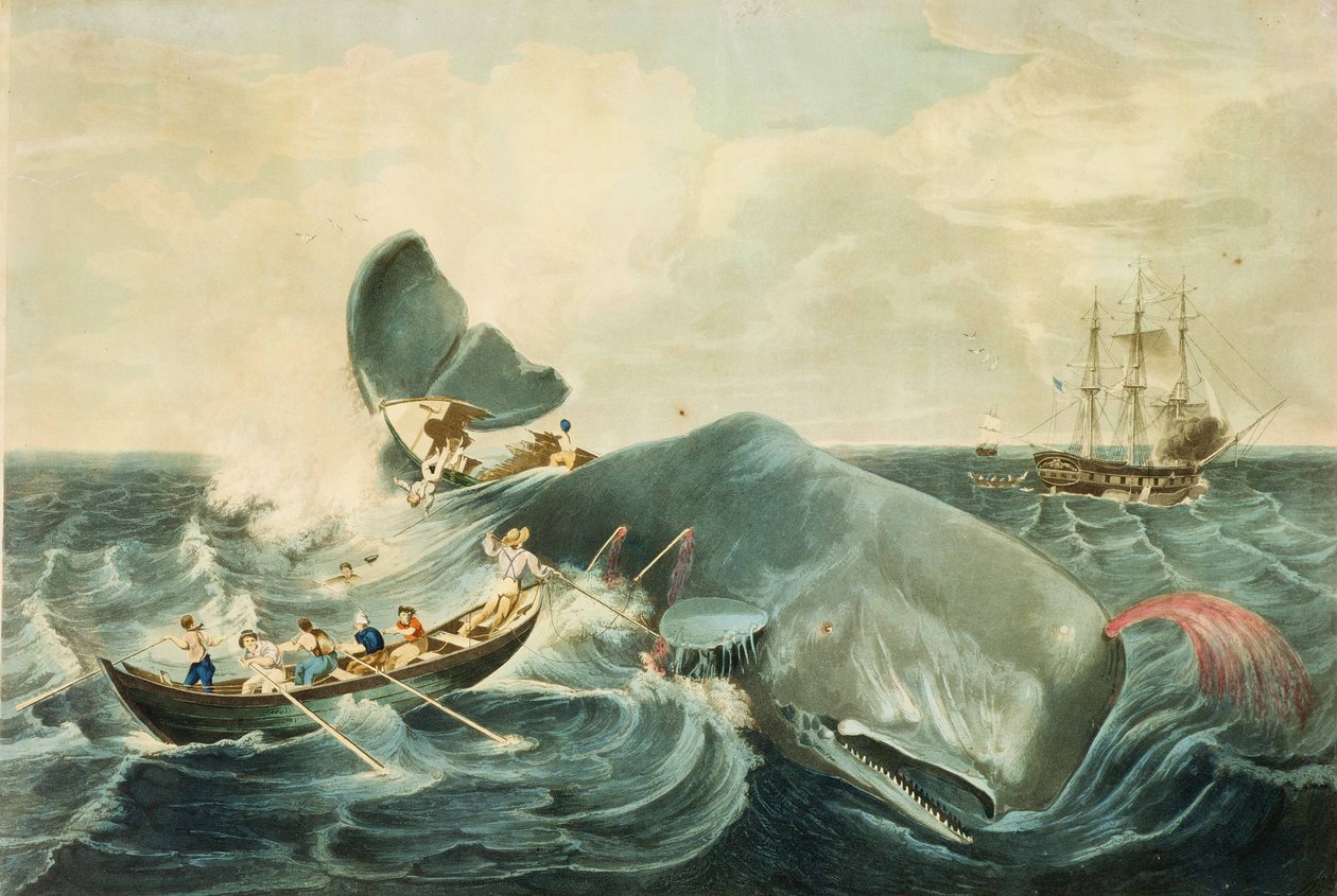 Capturing a Sperm Whale, graverad av J. Hill, publicerad 1835 (färgakvatint) av William (after) Page
