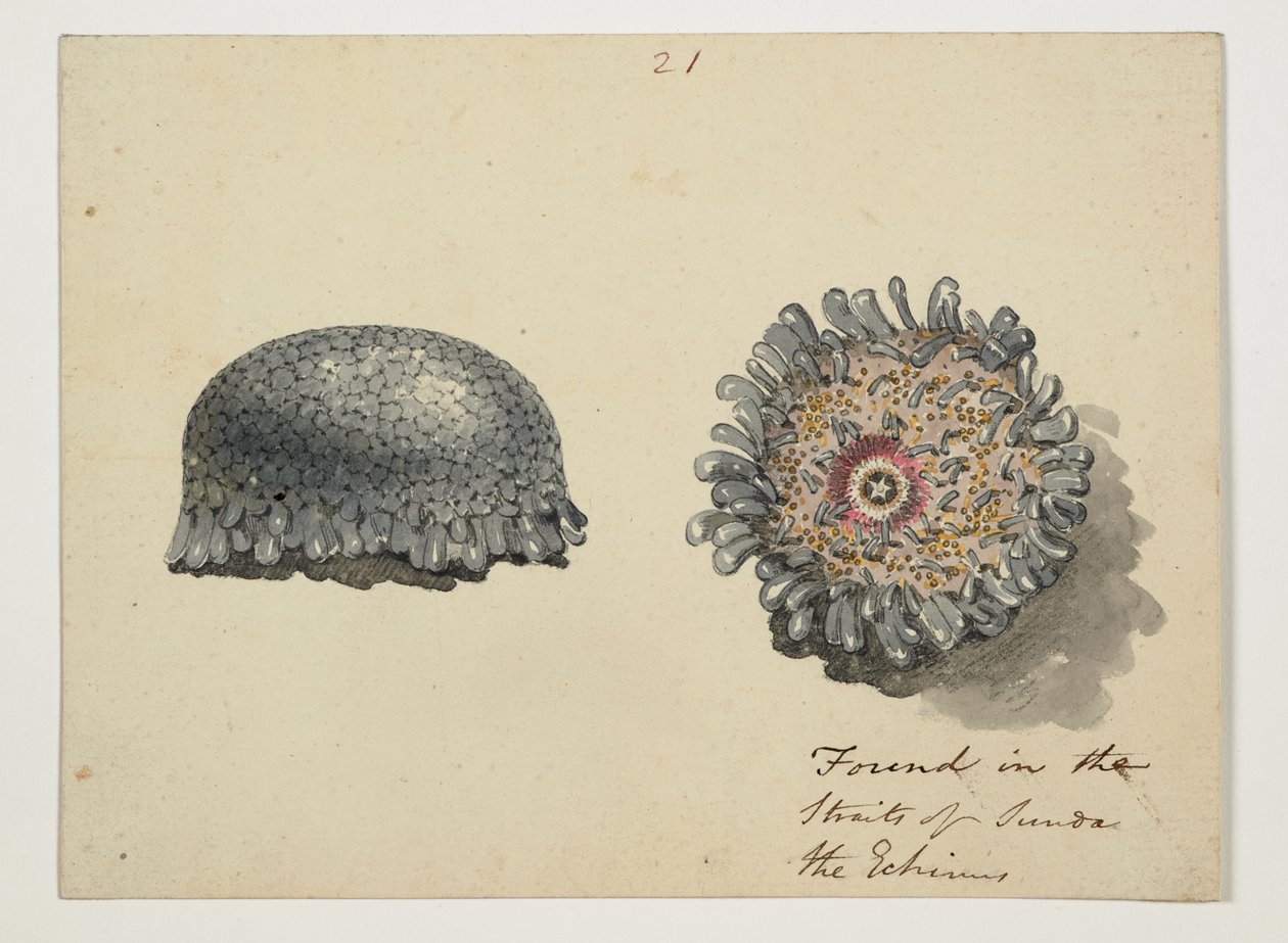 WD 961 f.21 av William Alexander