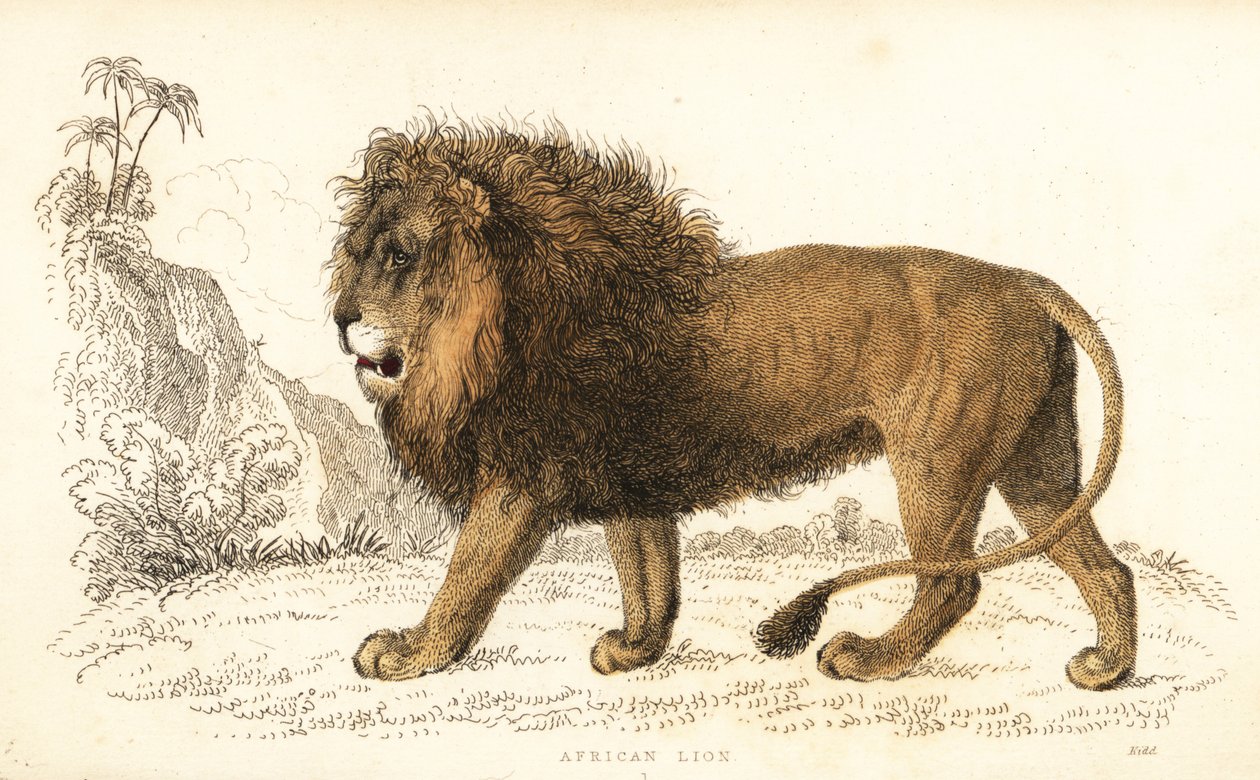 Afrikanskt lejon, Panthera leo. Sårbar. ,1834 (gravyr) av William Alexander Forbes