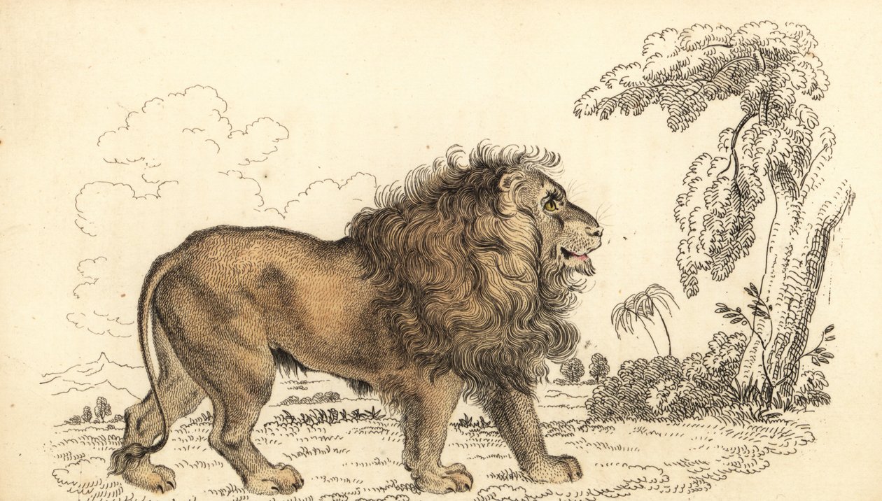 Asiatiskt lejon, hotat, Panthera leo leo. ,1834 (gravyr) av William Alexander Forbes