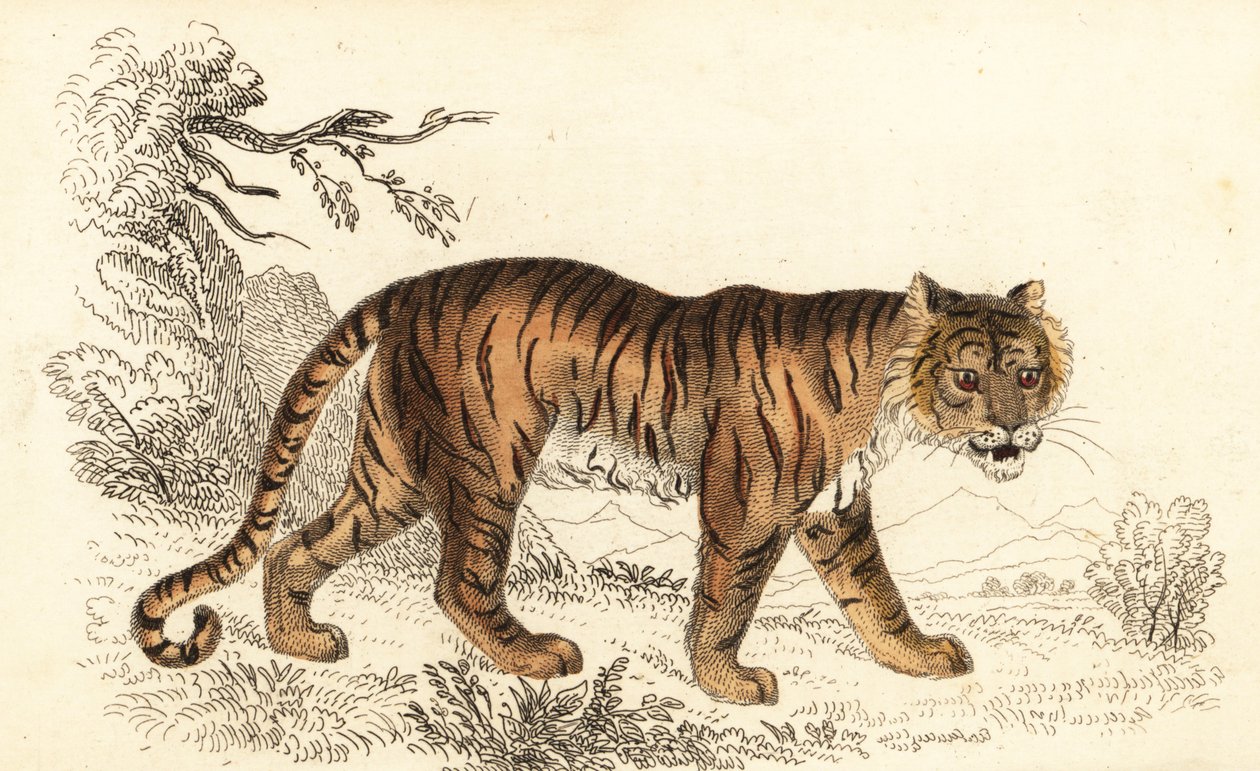 Bengalisk tiger, Panthera tigris tigris., 1834 (gravyr) av William Alexander Forbes
