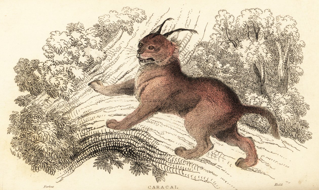 Caracal, Caracal Caracal., 1834 (gravyr) av William Alexander Forbes