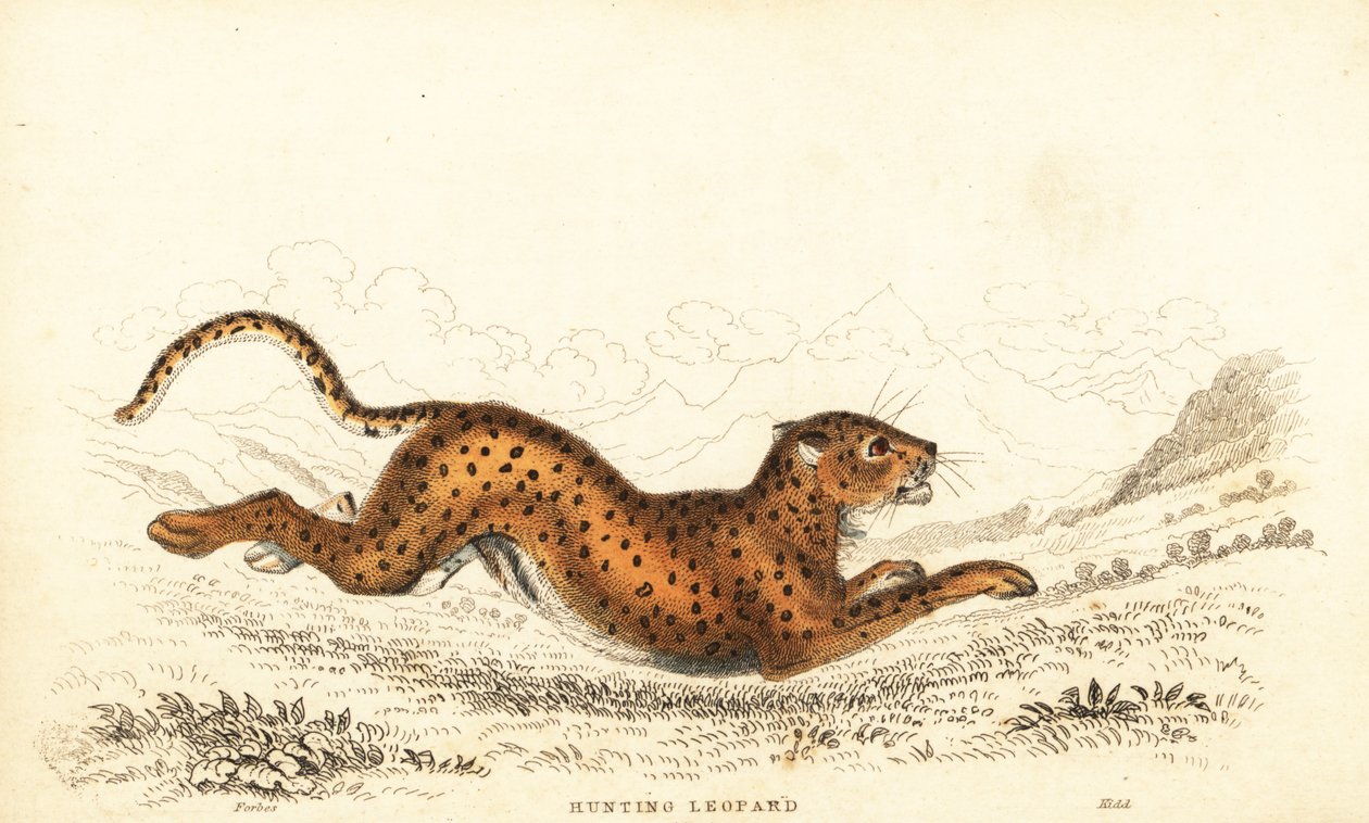 Cheetah, Acinonyx jubatus., 1834 (gravyr) av William Alexander Forbes