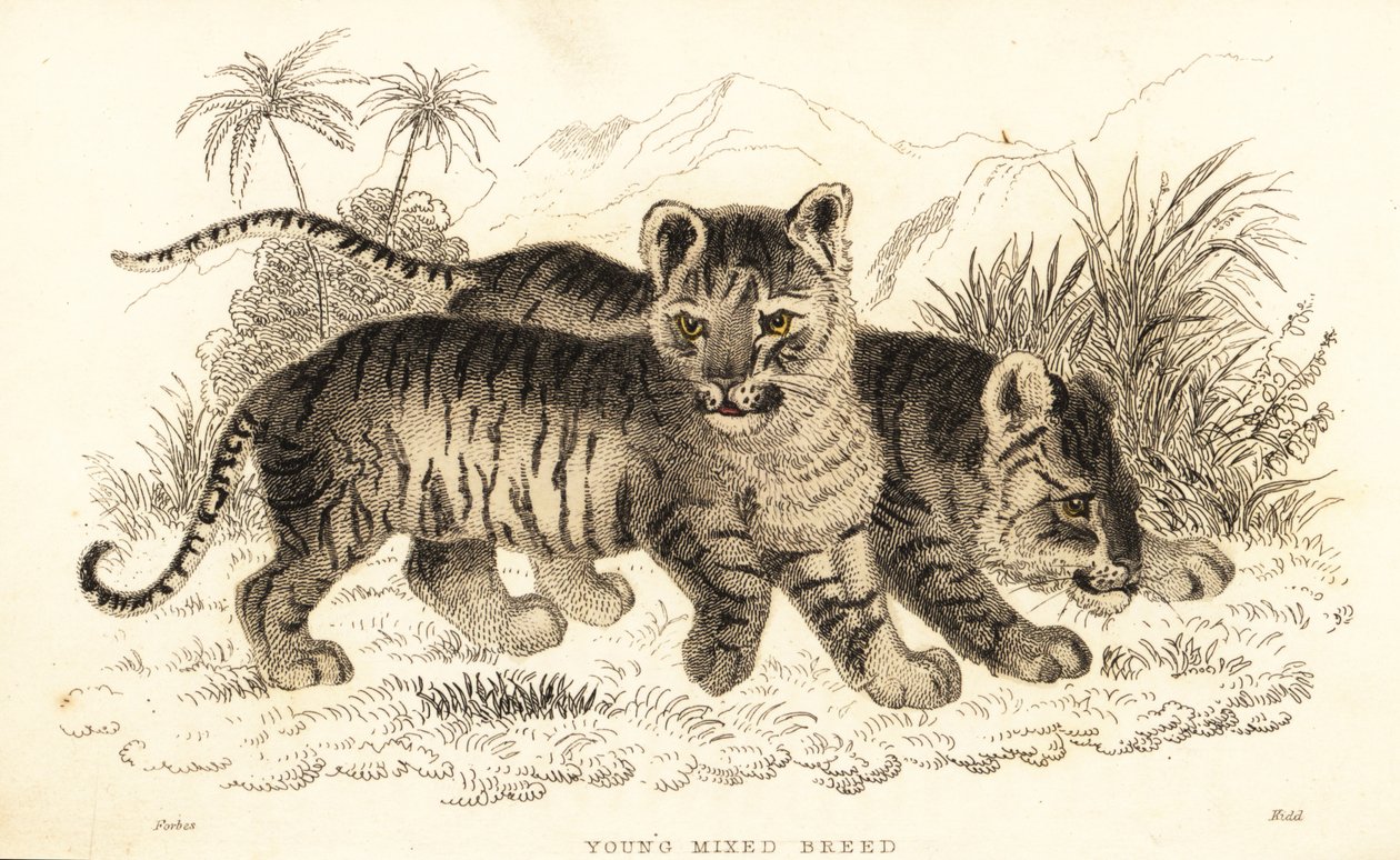 Hybrid lejon- och tigerungar. ,1834 (gravyr) av William Alexander Forbes