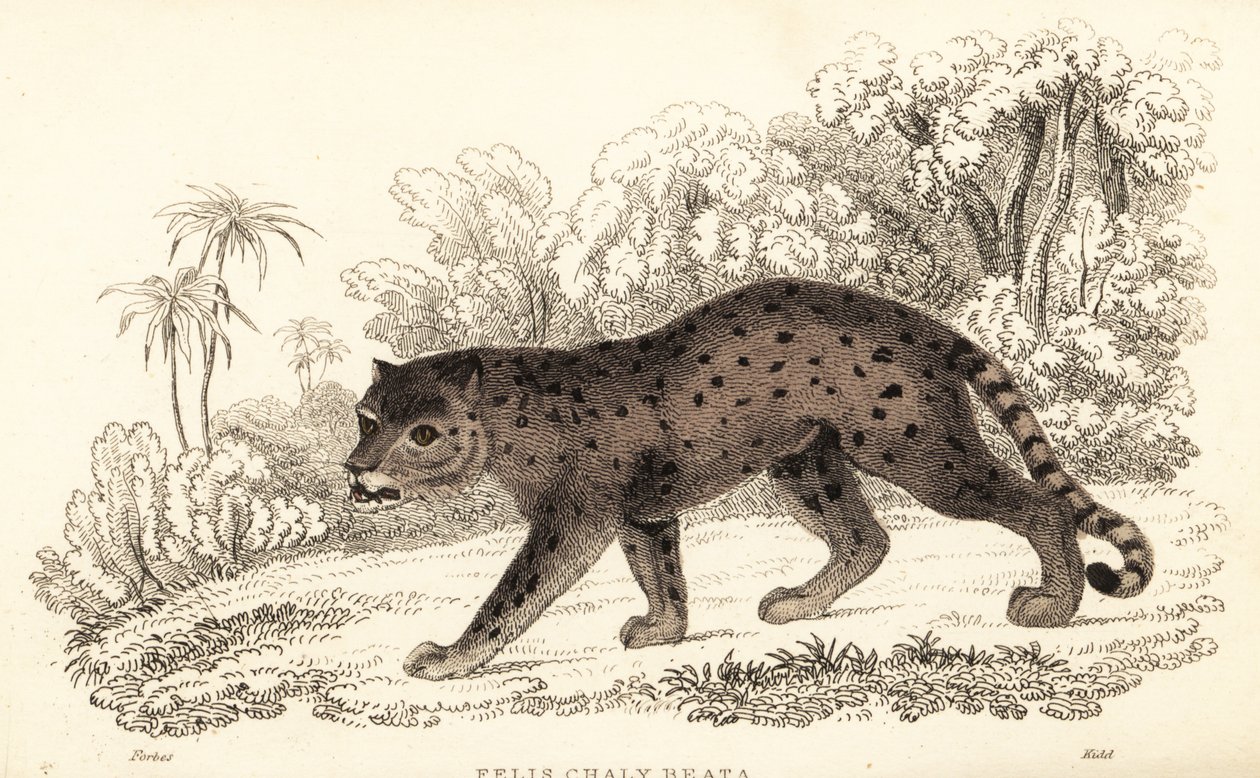 Jaguarandi, the puma respects., 1834 (Engaraving) av William Alexander Forbes