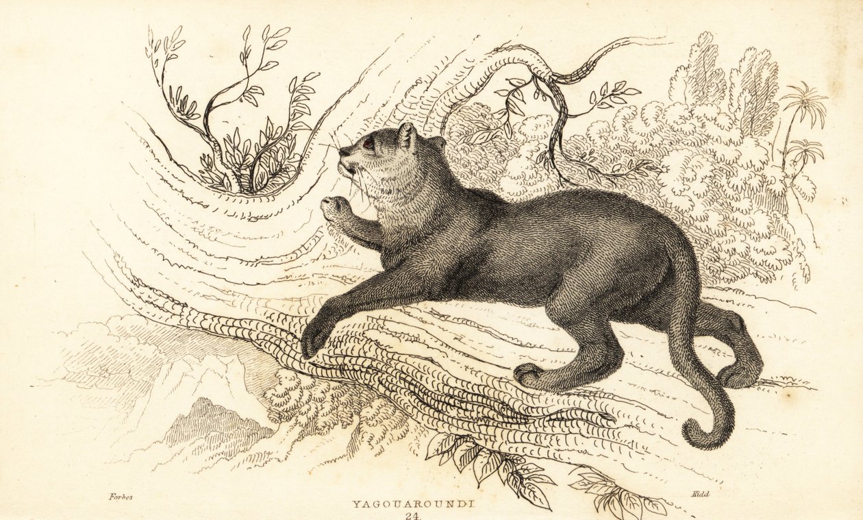 Jaguarandi, the puma respects., 1834 (Ngaraving) av William Alexander Forbes