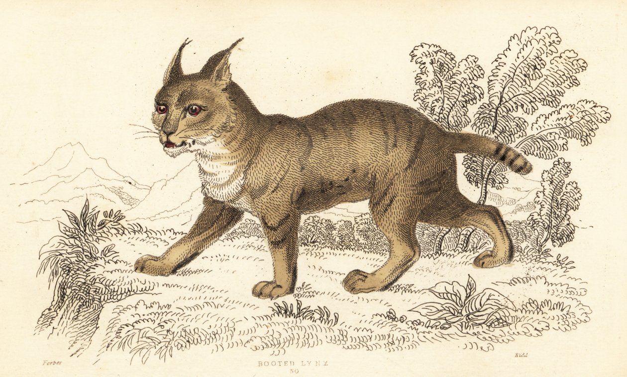 Djungelkatt, Felis chaus. ,1834 (gravyr) av William Alexander Forbes
