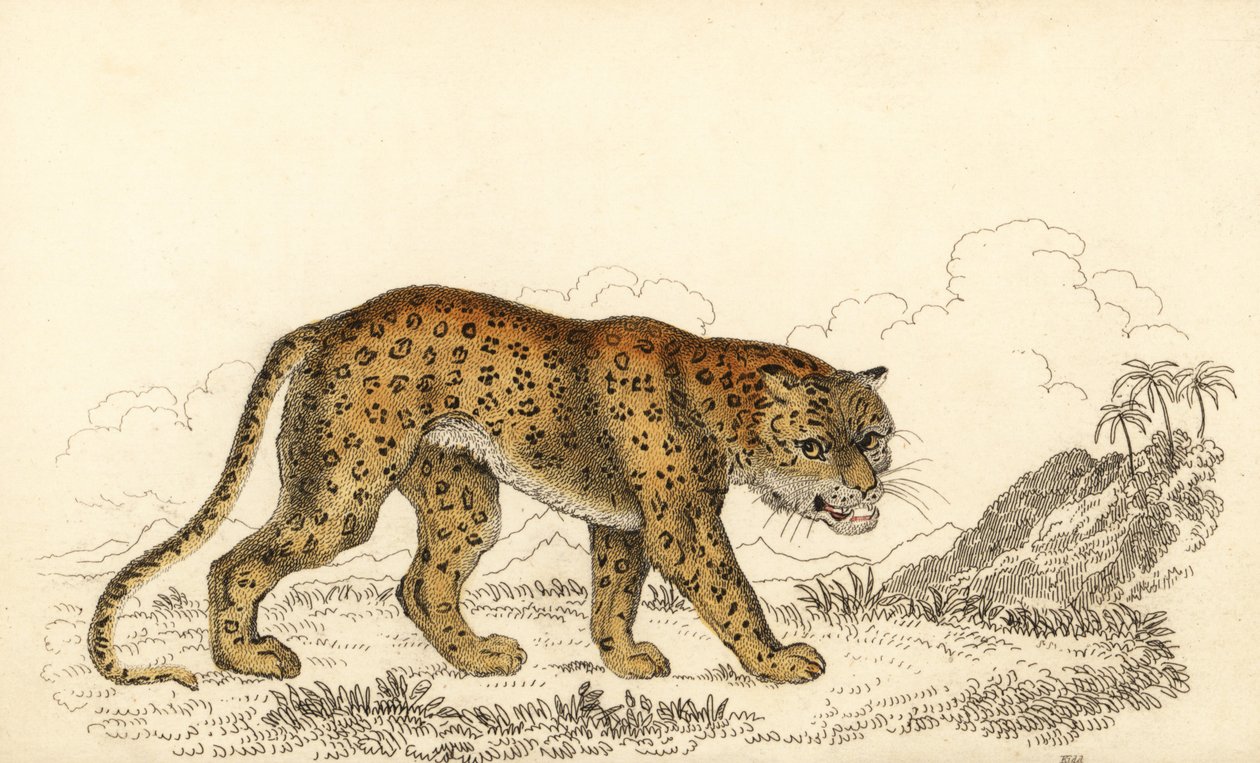 Leopard, Panthera pardus, sårbar., 1834 (gravyr) av William Alexander Forbes