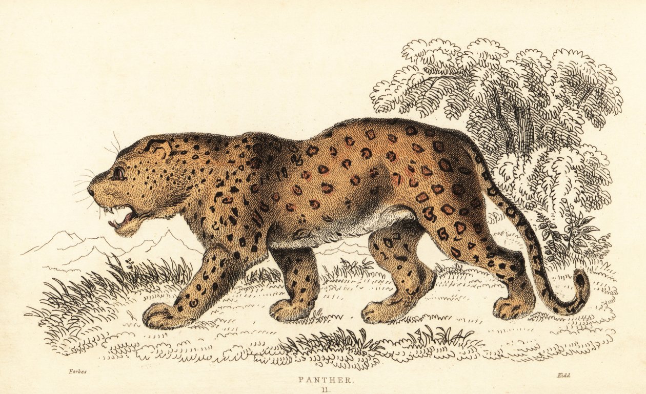 Leopard, Panthera pardus, sårbar., 1834 (gravyr) av William Alexander Forbes