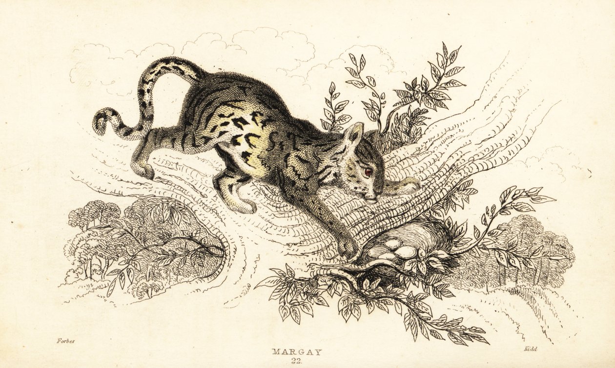 Margay, Leopardus wiedii., 1834 (gravyr) av William Alexander Forbes