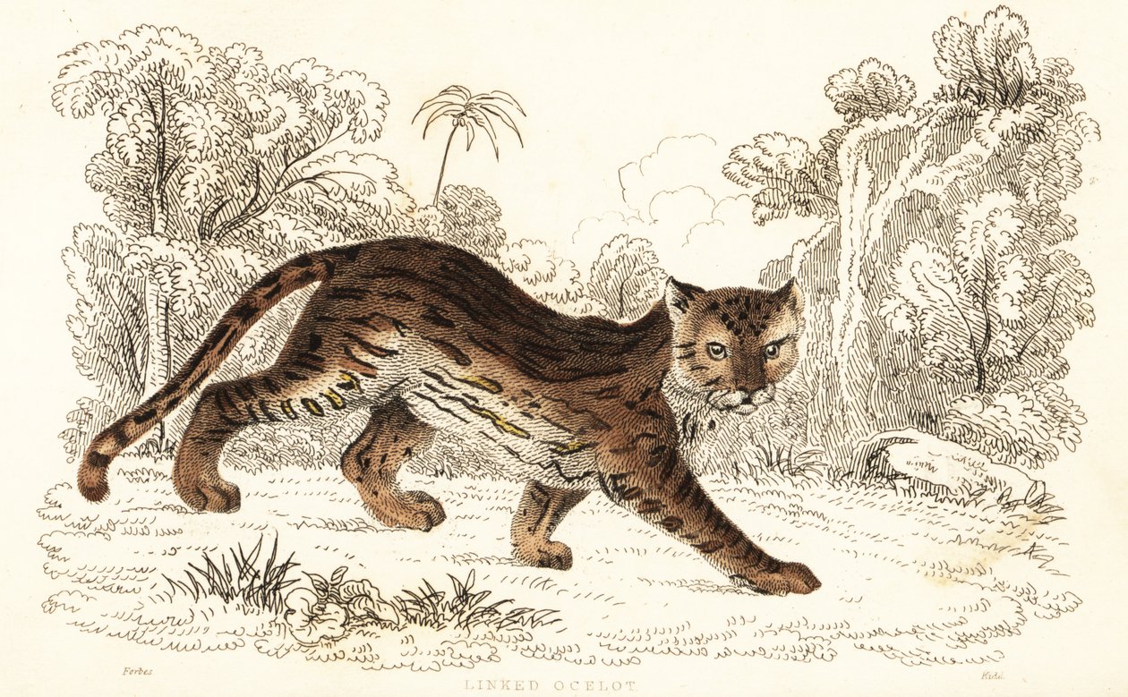Margay, Leopardus wiedii catenata. , 1834 (gravyr) av William Alexander Forbes