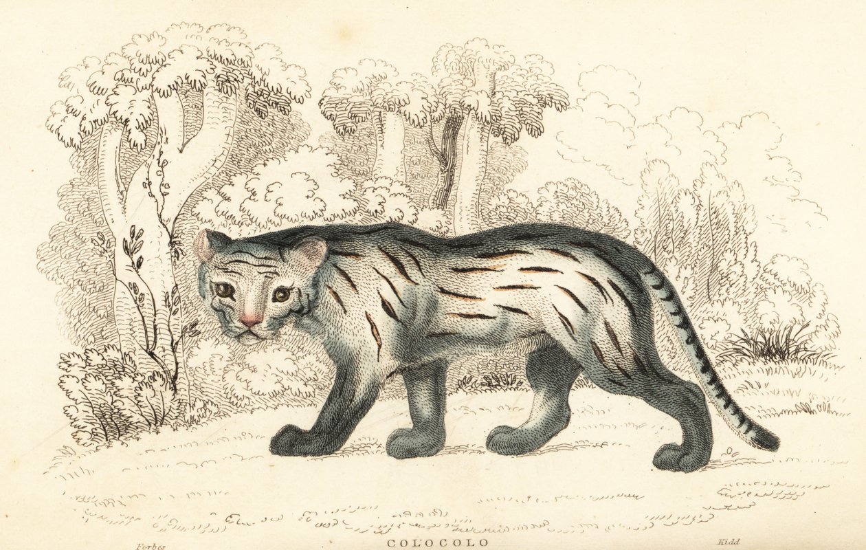 Pampas katt eller pantanal, Leopardus colocola. ,1834 (gravyr) av William Alexander Forbes