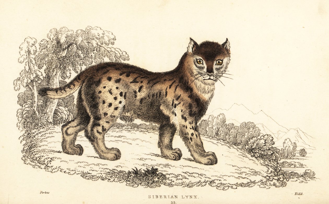 Sibiriskt lodjur, Lynx lynx wrangeli (Felis lynx), 1834 (gravyr) av William Alexander Forbes