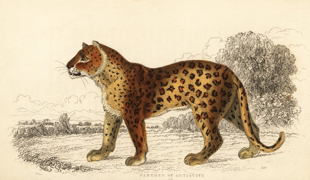 Antikens panter. ,1834 (gravyr) av William Alexander Forbes