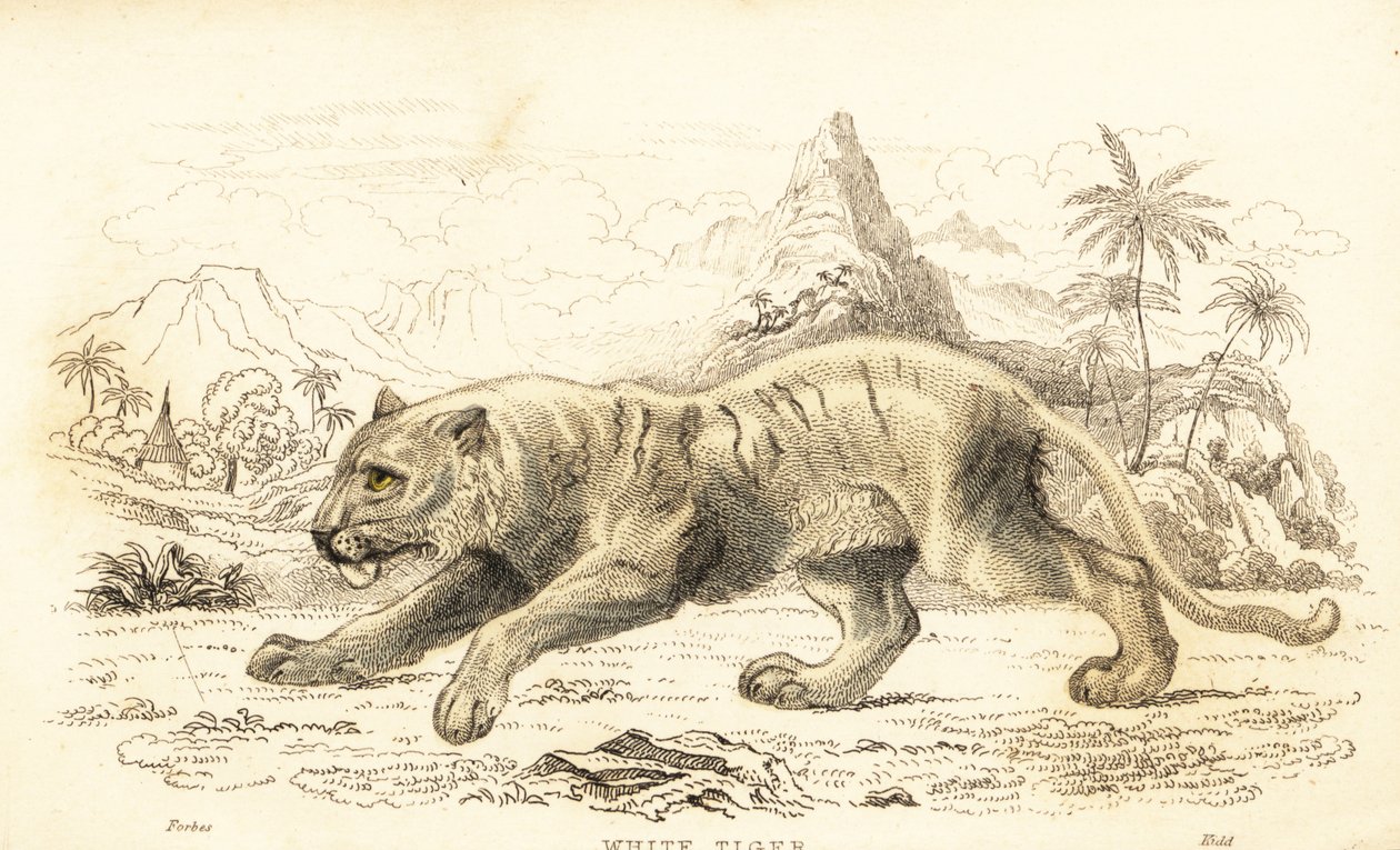 Vit tiger, Panthera tigris tigris. Utrotningshotad. ,1834 (gravyr) av William Alexander Forbes