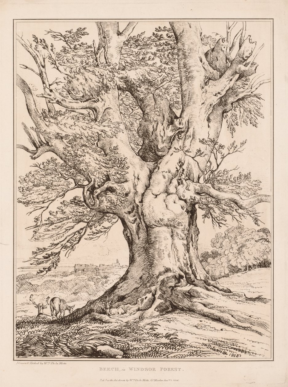 Bok i Windsor Forest av William Alfred Delamotte