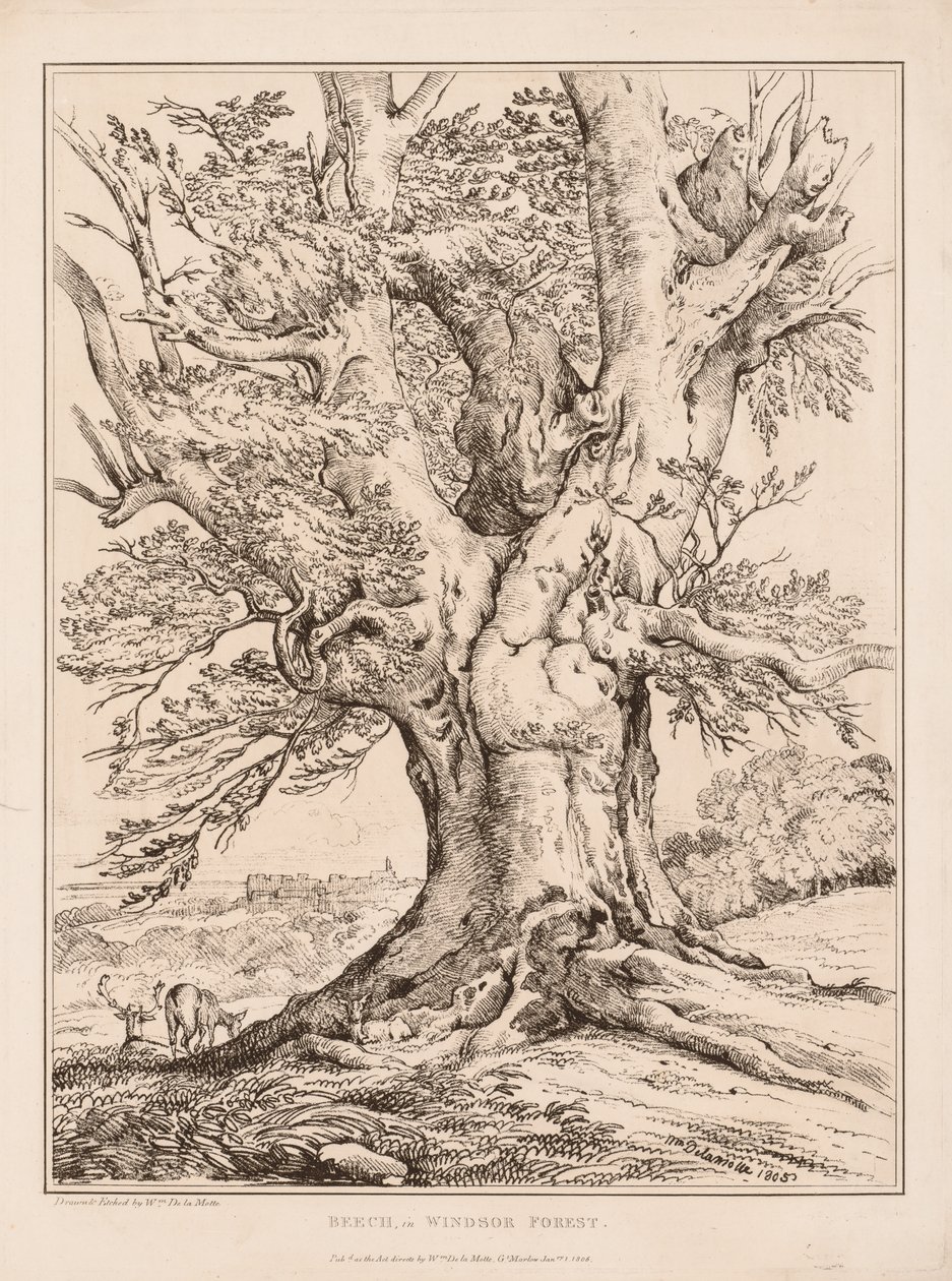 Bok i Windsor Forest, 1805. av William Alfred Delamotte