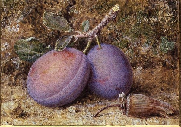 Plommon och en kolnöt av William B. Hough